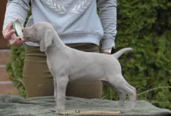 Výmarský ohař krátkosrstý vrh S CHS Šedý lovec