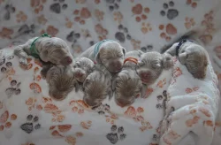 Výmarský ohař krátkosrstý vrh S CHS Šedý lovec