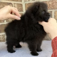 istokrevný pomeranian!