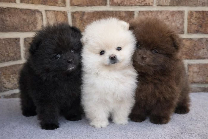 istokrevný pomeranian!
