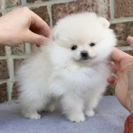 istokrevný pomeranian!