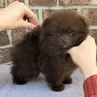 istokrevný pomeranian!