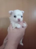 Čivava dlouhosrstá fenka bez PP