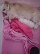 Čivava dlouhosrstá fenka bez PP