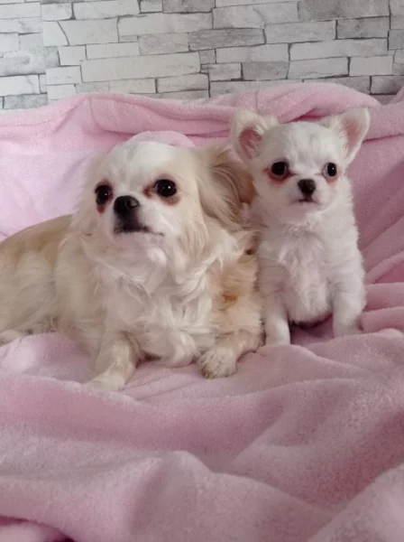 Čivava dlouhosrstá fenka bez PP