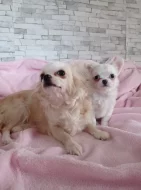 Čivava dlouhosrstá fenka bez PP