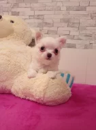 Čivava dlouhosrstá fenka bez PP