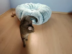 Daruji roční kočku