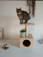 Daruji roční kočku