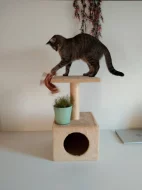 Daruji roční kočku