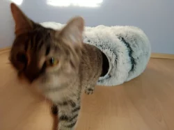 Daruji roční kočku