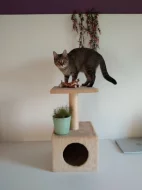 Daruji roční kočku