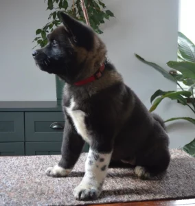 Americká Akita štěňata s pp prodám