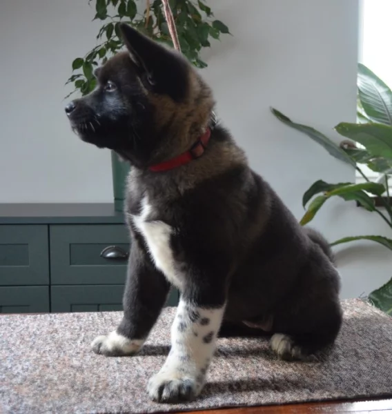 Americká Akita štěňata s pp prodám