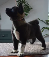 Americká Akita štěňata s pp prodám