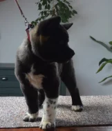 Americká Akita štěňata s pp prodám