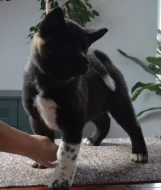 Americká Akita štěňata s pp prodám