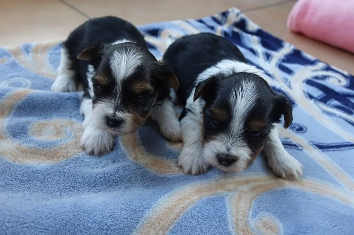 štěňata biewerů k rezervaci