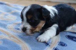 štěňata biewerů k rezervaci