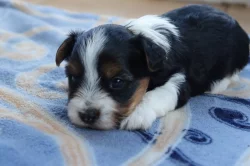 štěňata biewerů k rezervaci