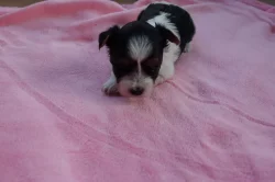 štěňata biewerů k rezervaci