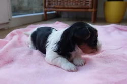 štěňata biewerů k rezervaci