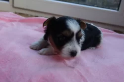 štěňata biewerů k rezervaci