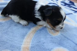 štěňata biewerů k rezervaci