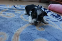 štěňata biewerů k rezervaci