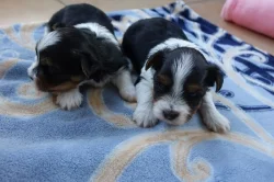 štěňata biewerů k rezervaci