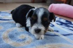 štěňata biewerů k rezervaci