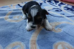 štěňata biewerů k rezervaci