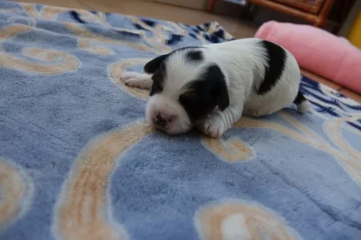 pejsek biewera k rezervaci