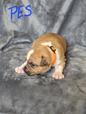 Americký stafordšírský teriér