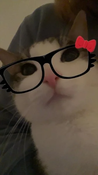 Kočka a kocour