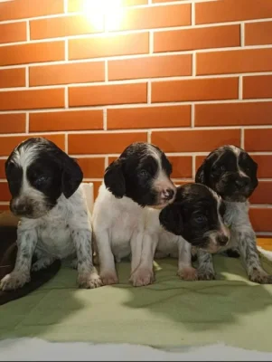 Velký munsterlandsky ohař