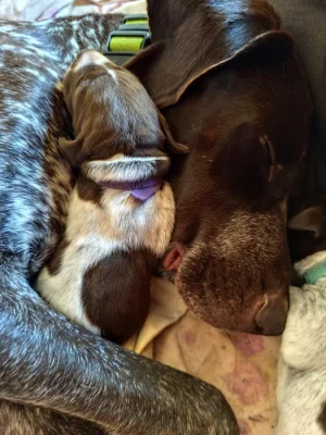 Německý krátkosrstý ohař