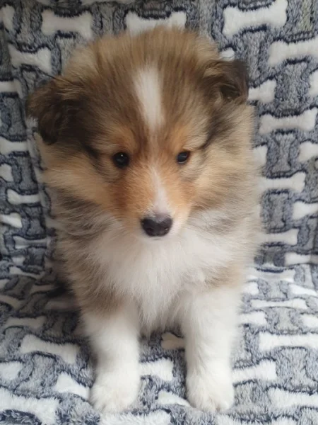 Sheltie s PP