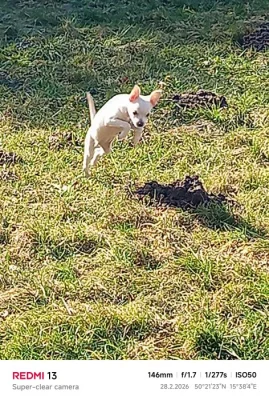 Prodám krátkosrstou Čivavu bez PP