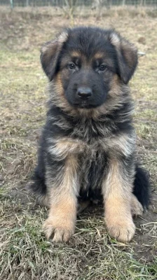 německý ovčák krásná štěňátka s PP černá se znaky