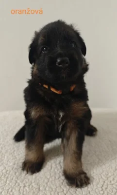 Dlhosrstý nemecký ovčiak