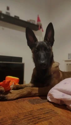 Belgický ovčák malinois- Fenka