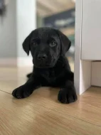Labradorský retrívr Na prodej