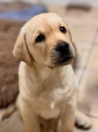 Labradorský retrívr Na prodej