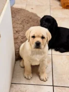 Labradorský retrívr Na prodej