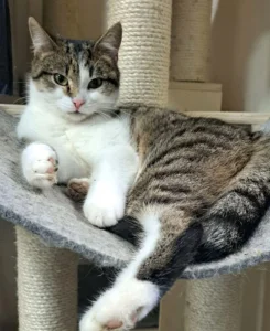 Kočička Shimano hledá nový domov