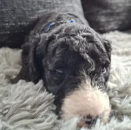 Sheepadoodle