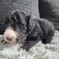 Sheepadoodle