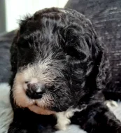 Sheepadoodle