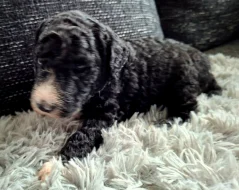 Sheepadoodle